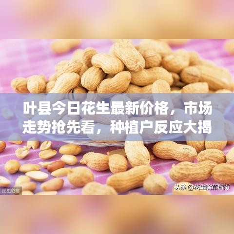 叶县今日花生最新价格，市场走势抢先看，种植户反应大揭秘！