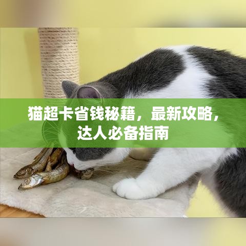 猫超卡省钱秘籍，最新攻略，达人必备指南