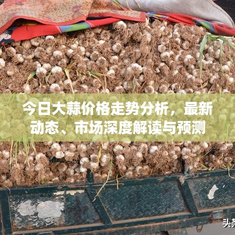 今日大蒜价格走势分析，最新动态、市场深度解读与预测