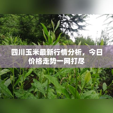 四川玉米最新行情分析，今日价格走势一网打尽