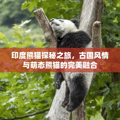 印度熊猫探秘之旅,古国风情与萌态熊猫的完美融合