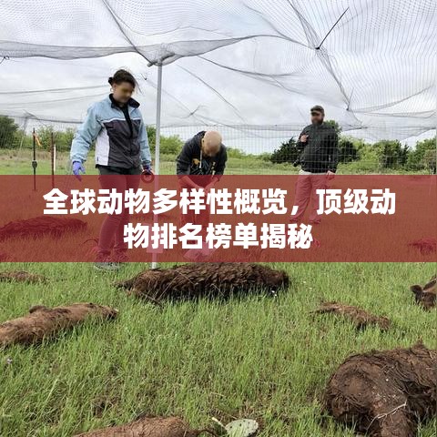 全球动物多样性概览,顶级动物排名榜单揭秘