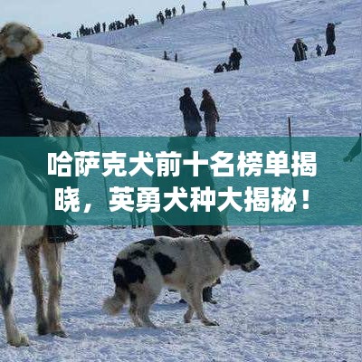 哈萨克犬前十名榜单揭晓，英勇犬种大揭秘！