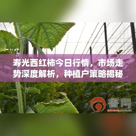 寿光西红柿今日行情，市场走势深度解析，种植户策略揭秘