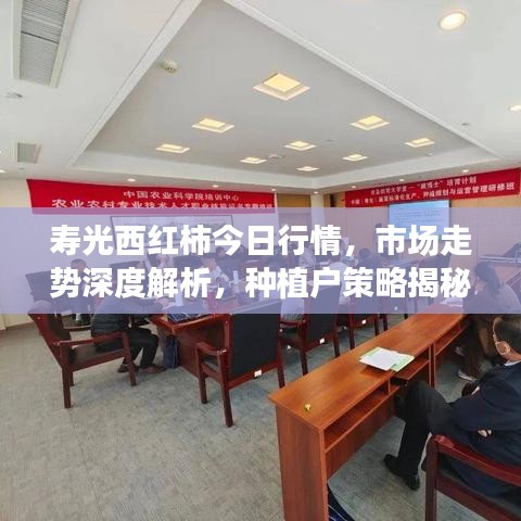 寿光西红柿今日行情,市场走势深度解析,种植户策略揭秘
