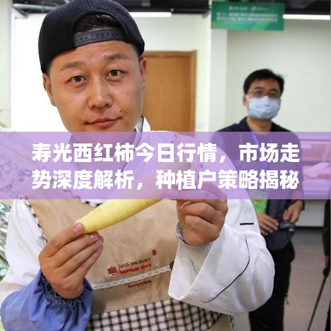 寿光西红柿今日行情,市场走势深度解析,种植户策略揭秘