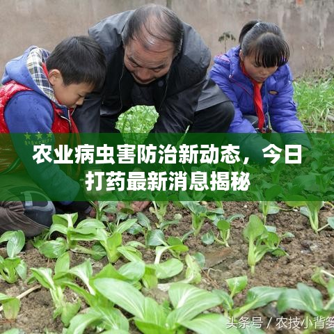 农业病虫害防治新动态，今日打药最新消息揭秘