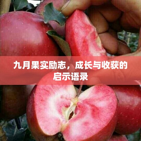 九月果实励志，成长与收获的启示语录