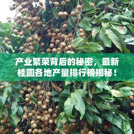 产业繁荣背后的秘密，最新桂圆各地产量排行榜揭秘！