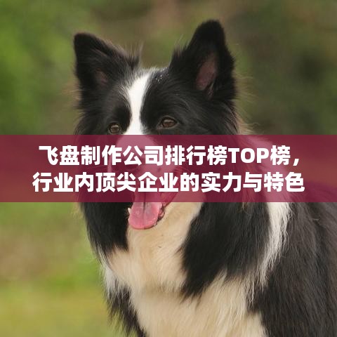 飞盘制作公司排行榜TOP榜，行业内顶尖企业的实力与特色揭秘