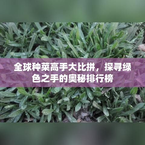 全球种菜高手大比拼，探寻绿色之手的奥秘排行榜