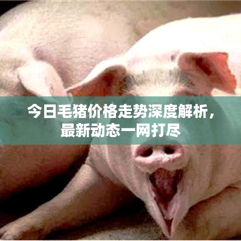 今日毛猪价格走势深度解析，最新动态一网打尽