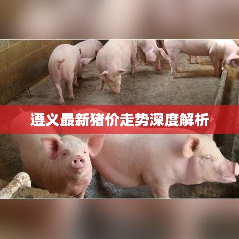 遵义最新猪价走势深度解析