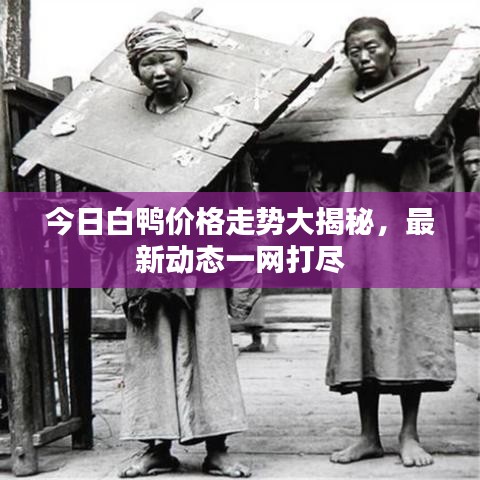 今日白鸭价格走势大揭秘，最新动态一网打尽