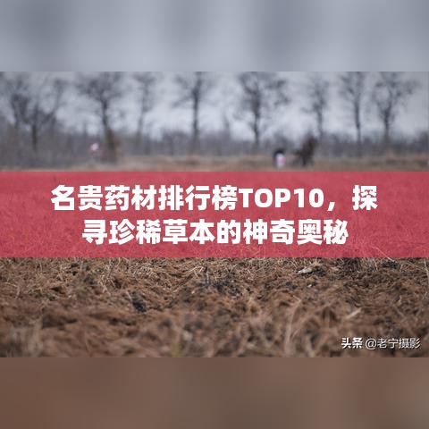 名贵药材排行榜TOP10，探寻珍稀草本的神奇奥秘