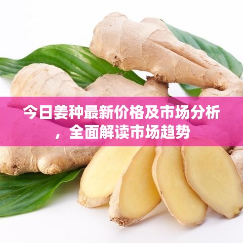 今日姜种最新价格及市场分析，全面解读市场趋势