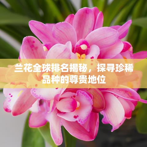 兰花全球排名揭秘，探寻珍稀品种的尊贵地位