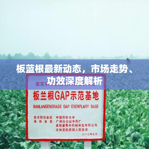 板蓝根最新动态，市场走势、功效深度解析