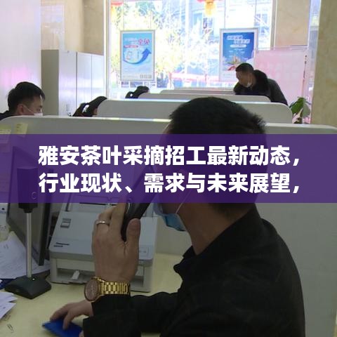 雅安茶叶采摘招工最新动态，行业现状、需求与未来展望，抢鲜了解！
