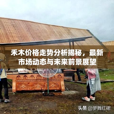 禾木价格走势分析揭秘，最新市场动态与未来前景展望