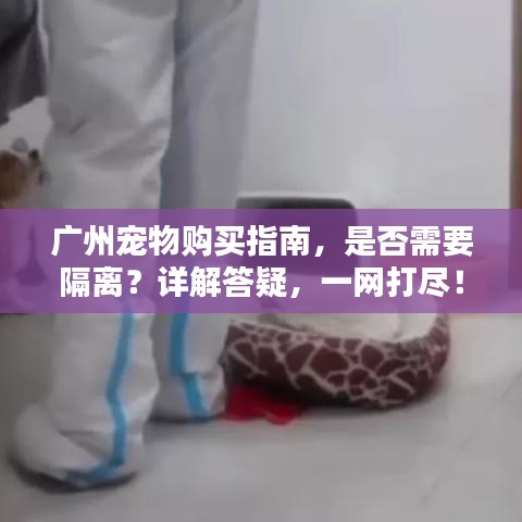 广州宠物购买指南，是否需要隔离？详解答疑，一网打尽！