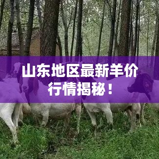 山东地区最新羊价行情揭秘！