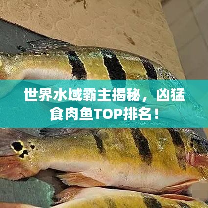 世界水域霸主揭秘，凶猛食肉鱼TOP排名！