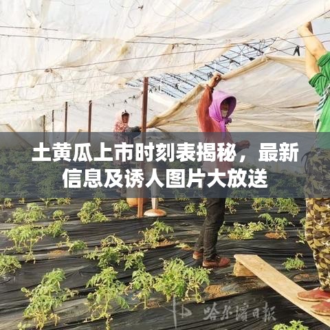 土黄瓜上市时刻表揭秘，最新信息及诱人图片大放送
