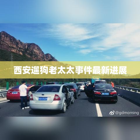 西安遛狗老太太事件最新进展