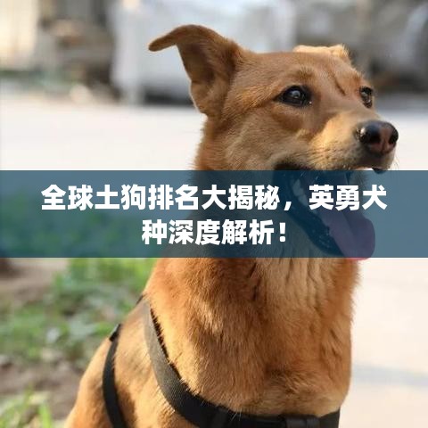 全球土狗排名大揭秘，英勇犬种深度解析！