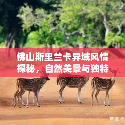 佛山斯里兰卡异域风情探秘,自然美景与独特文化体验攻略