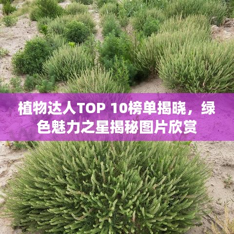 植物达人TOP 10榜单揭晓，绿色魅力之星揭秘图片欣赏