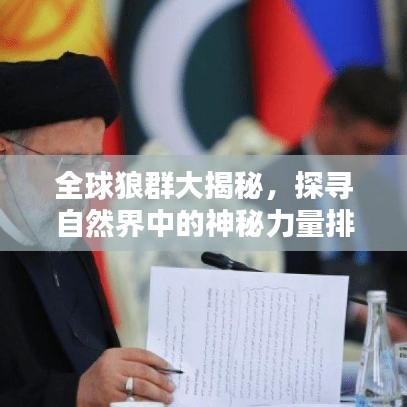 全球狼群大揭秘,探寻自然界中的神秘力量排名