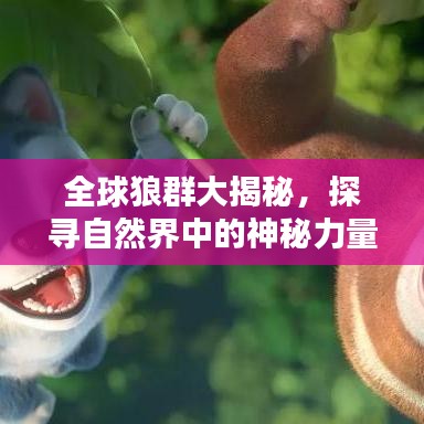 全球狼群大揭秘，探寻自然界中的神秘力量排名