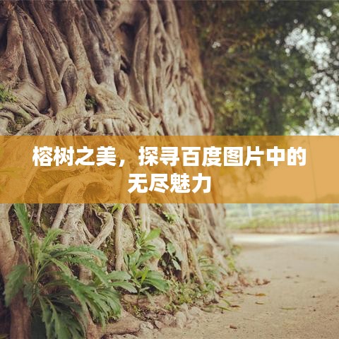 榕树之美，探寻百度图片中的无尽魅力