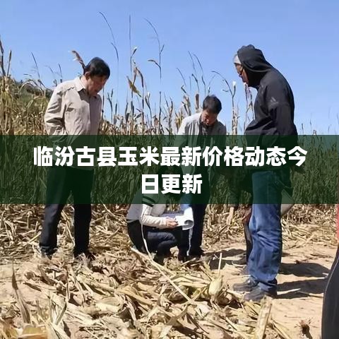 临汾古县玉米最新价格动态今日更新