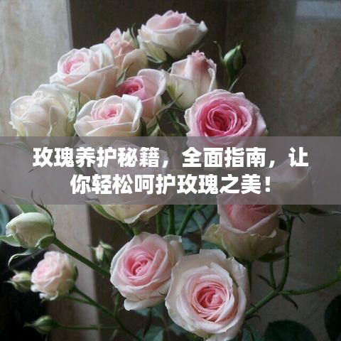 玫瑰养护秘籍，全面指南，让你轻松呵护玫瑰之美！