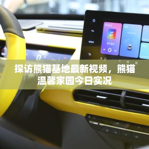 探访熊猫基地最新视频，熊猫温馨家园今日实况