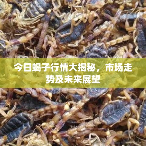 今日蝎子行情大揭秘，市场走势及未来展望