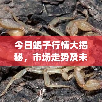 今日蝎子行情大揭秘,市场走势及未来展望