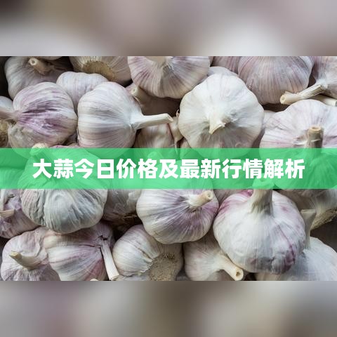 大蒜今日价格及最新行情解析
