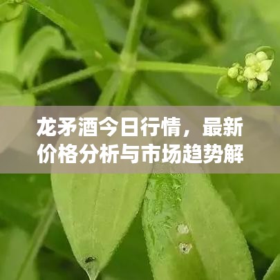 龙矛酒今日行情，最新价格分析与市场趋势解读