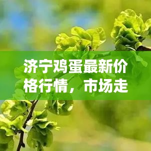 济宁鸡蛋最新价格行情，市场走势及影响因素深度解析