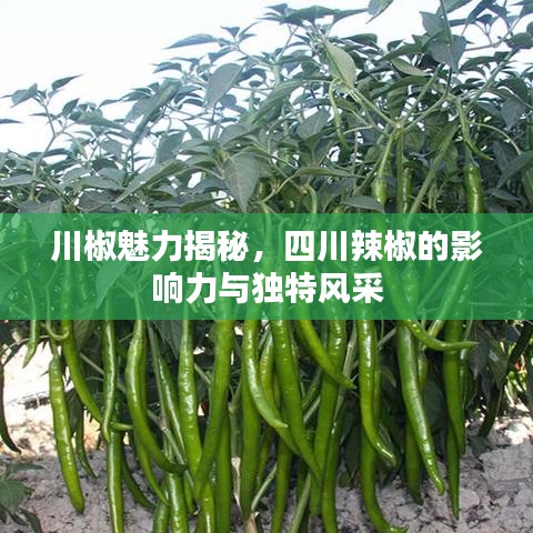 川椒魅力揭秘，四川辣椒的影响力与独特风采