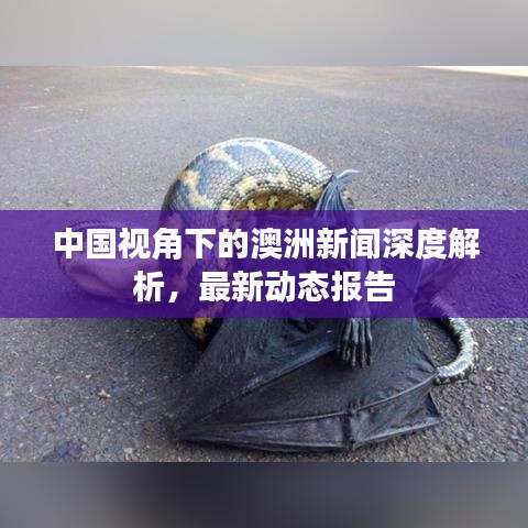 中国视角下的澳洲新闻深度解析，最新动态报告