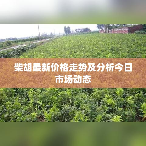柴胡最新价格走势及分析今日市场动态
