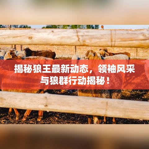 揭秘狼王最新动态，领袖风采与狼群行动揭秘！