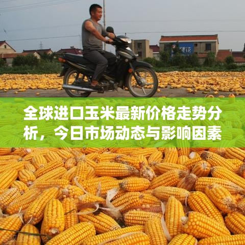 全球进口玉米最新价格走势分析,今日市场动态与影响因素探讨
