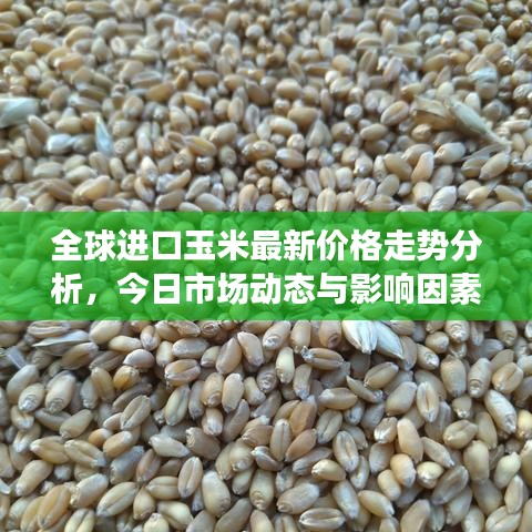 全球进口玉米最新价格走势分析,今日市场动态与影响因素探讨