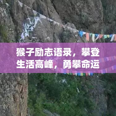 猴子励志语录，攀登生活高峰，勇攀命运之巅